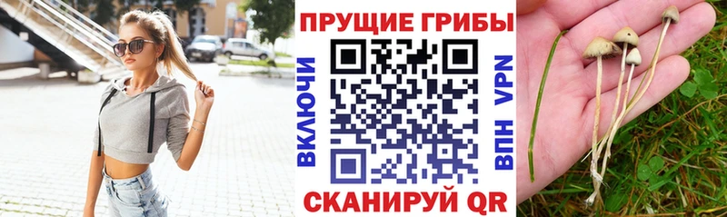 купить наркотик Миасс Галлюциногенные грибы Psilocybe